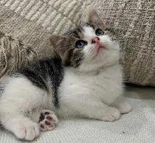 Chaton Sibérien hypoallergénique - Photo 4