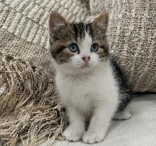 Chaton Sibérien hypoallergénique - Photo 5