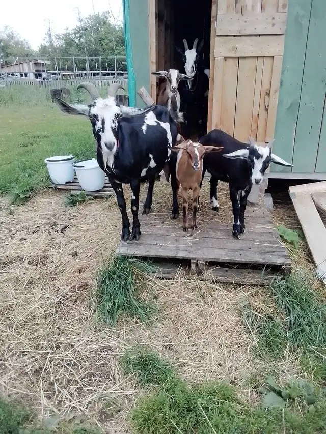 Triplets for Sale