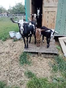 Triplets for Sale