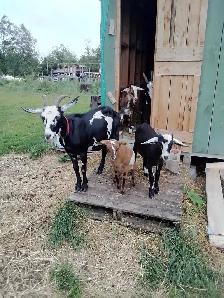 Triplets for Sale - Photo 2