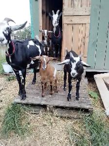 Triplets for Sale - Photo 3