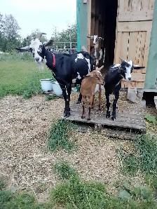 Triplets for Sale - Photo 4