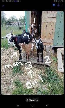 Triplets for Sale - Photo 5