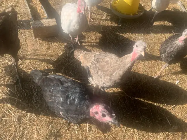turkeys  available