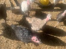 turkeys  available
