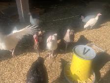 turkeys  available - Photo 2
