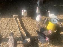 turkeys  available - Photo 3