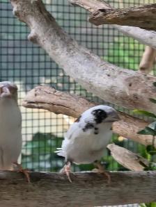 rabais vente d été speciaux pinsons Canaries perruches
