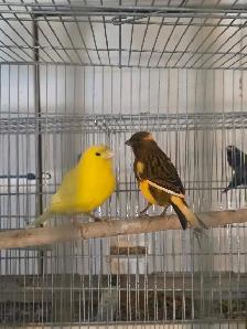 rabais vente d été speciaux pinsons Canaries perruches - Photo 9