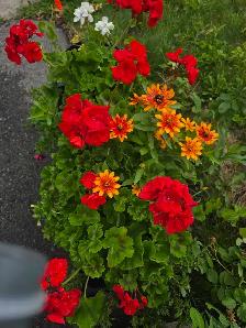 plantes tropicales et aquatiques