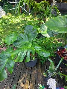 plantes tropicales et aquatiques - Photo 3
