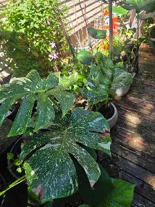 plantes tropicales et aquatiques - Photo 4