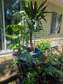 plantes tropicales et aquatiques - Photo 5