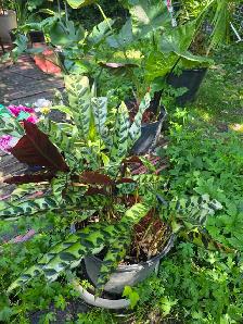 plantes tropicales et aquatiques - Photo 6