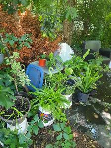plantes tropicales et aquatiques - Photo 7