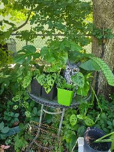 plantes tropicales et aquatiques - Photo 8