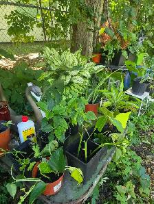 plantes tropicales et aquatiques - Photo 9