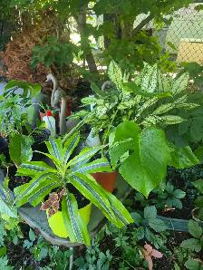 plantes tropicales et aquatiques - Photo 10
