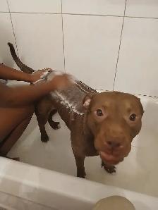 Giving away my dog, she needs a home