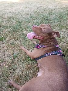 Giving away my dog, she needs a home - Photo 2