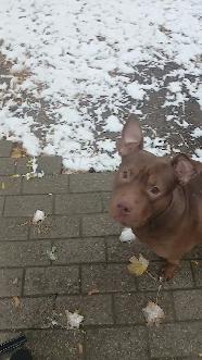 Giving away my dog, she needs a home - Photo 3