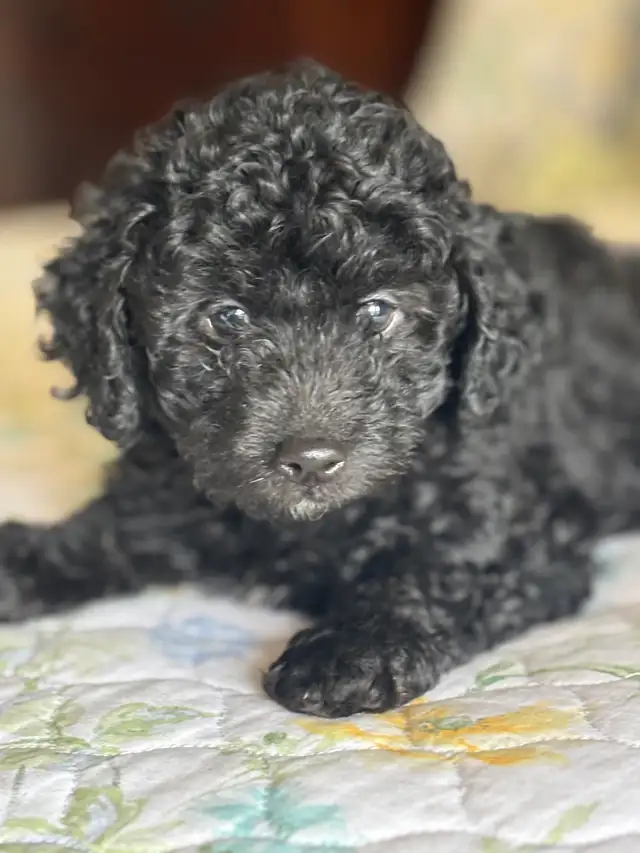 Handsome moyen/toy poodle