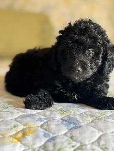 Handsome moyen/toy poodle - Photo 2