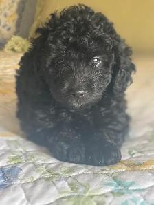 Handsome moyen/toy poodle - Photo 3