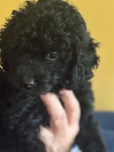 Handsome moyen/toy poodle - Photo 4