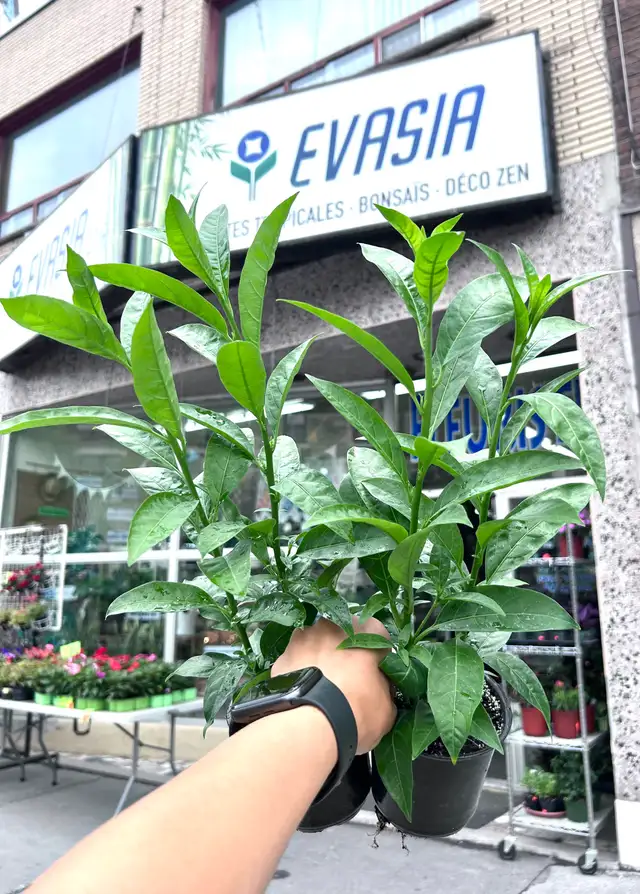JASMIN DE NUIT
