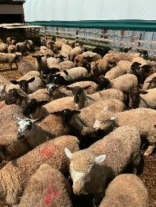 Spring Lambs  for sale - Photo 2