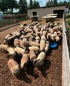 Spring Lambs  for sale - Photo 3