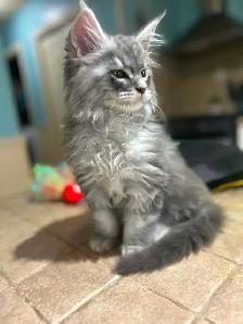 Male Maine coon kitten available !