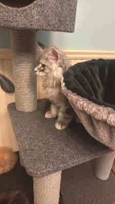 Male Maine coon kitten available ! - Photo 2