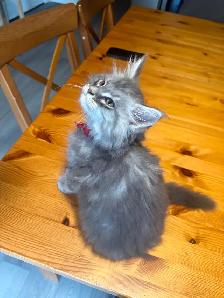 Male Maine coon kitten available ! - Photo 3