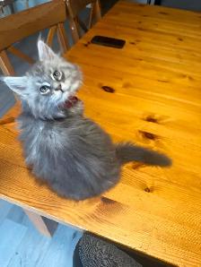 Male Maine coon kitten available ! - Photo 4