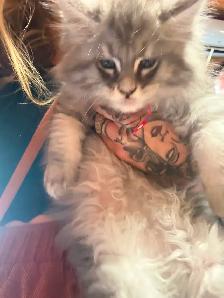 Male Maine coon kitten available ! - Photo 5