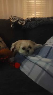 Dog Sitting