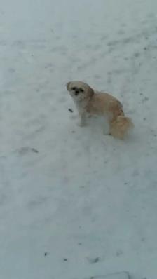 Dog Sitting - Photo 2