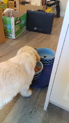 Dog Sitting - Photo 4