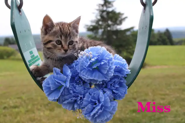 Adorably Cute Farm Kittens for sale