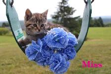 Adorably Cute Farm Kittens for sale