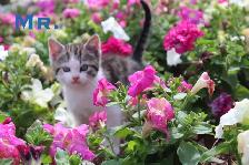 Adorably Cute Farm Kittens for sale - Photo 3