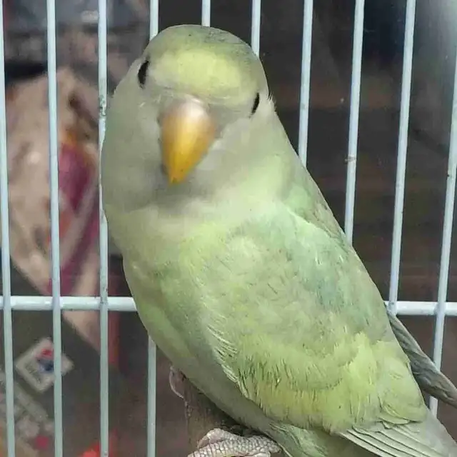 baby love bird