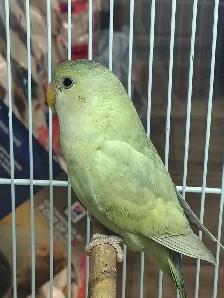 baby love bird - Photo 2