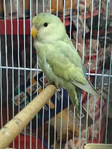 baby love bird - Photo 3