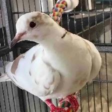 splash ringneck doves