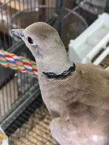 splash ringneck doves - Photo 3