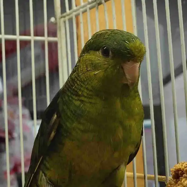 baby Lineolated parakeet